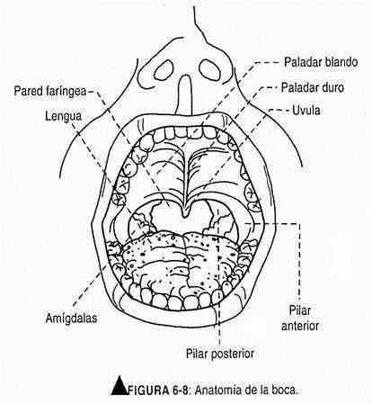 excabeza08